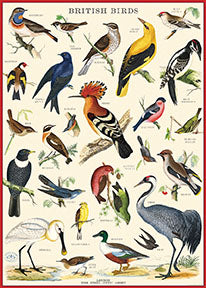 פוסטר : BRITISH BIRDS