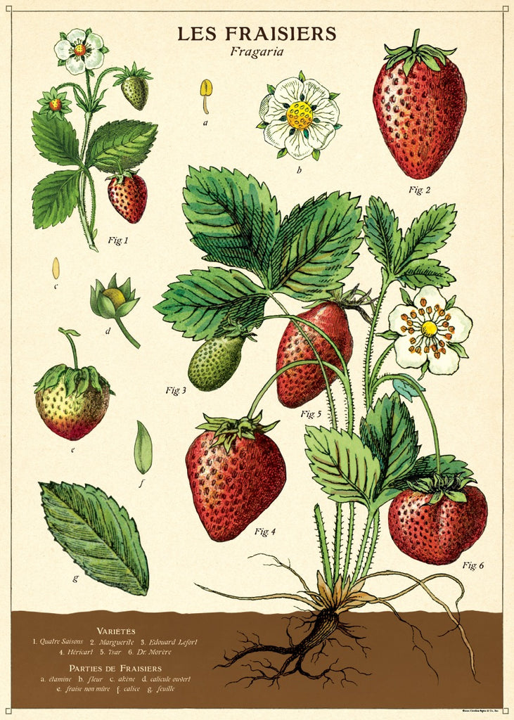 פוסטר : STRAWBERRIES