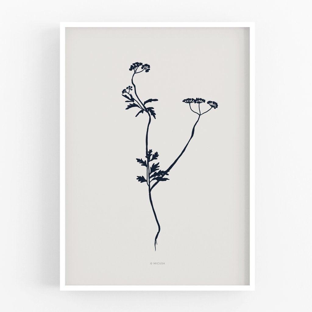 הדפס A4 - Botanical silhouette - Torilis japonica