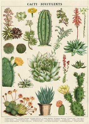 פוסטר: Cacti & Succulents