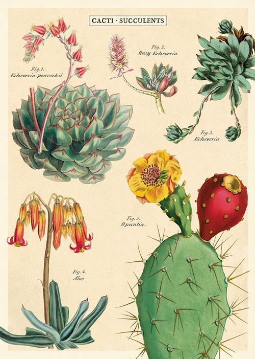 פוסטר: Cacti & Succulents 2