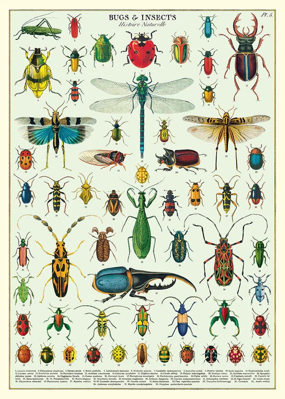 פוסטר : Bugs & Insects