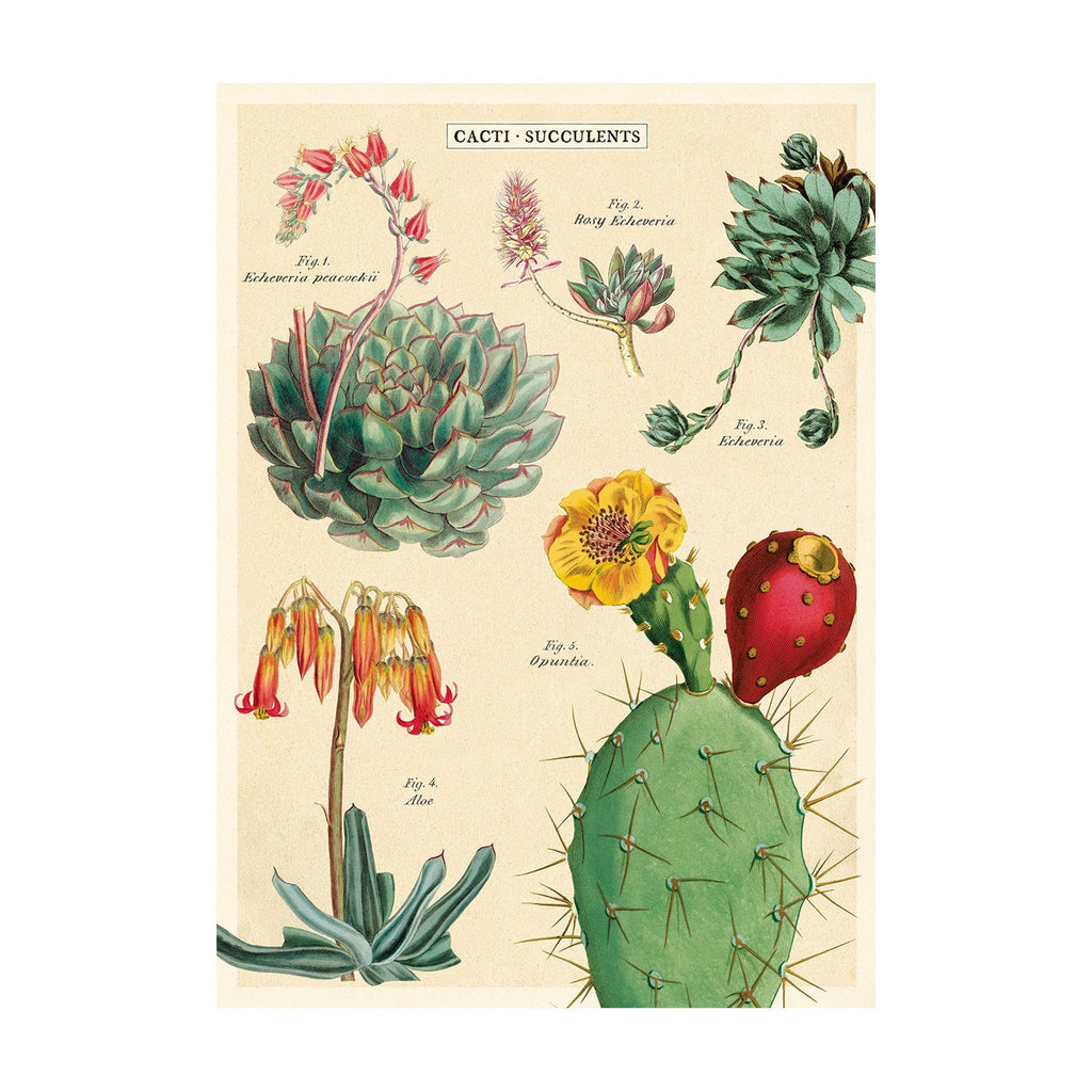 פוסטר: Cacti & Succulents 2